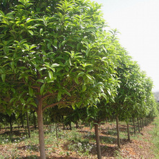 農產品購銷,花卉、苗木種植銷售_南陽市宛城區自嶺農優產品專業合作社