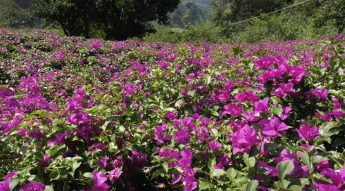 魯甸梭山鎮黑石村苗圃基地綻放 幸福花