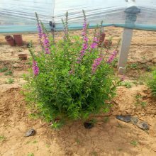 【蔥蘭種植丨批發丨基地圖片】蔥蘭種植丨批發丨基地 - 青州市圣格花卉苗木專業合作社