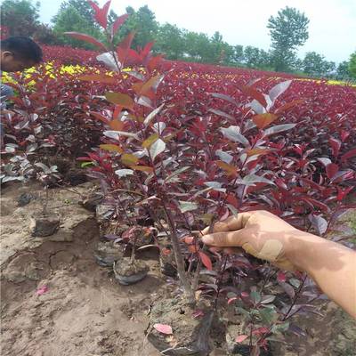 周至小葉黃楊批發-綠化造型種植-西北苗木花卉基地