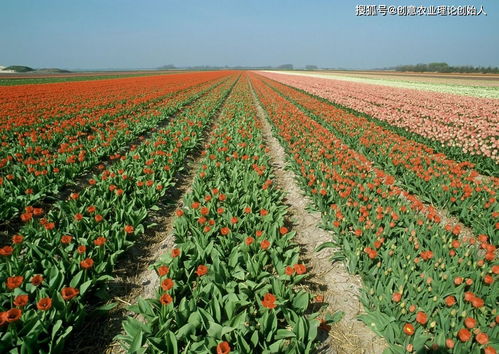 鮮花經濟開出新 花 樣