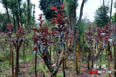 長沙跳馬鎮(zhèn)苗農(nóng)培育紫紅葉紫薇100萬株欲打造成億元產(chǎn)業(yè)(圖)