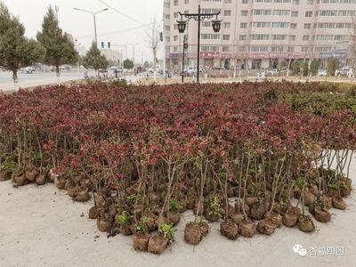 “棒棒糖”月季落戶四團