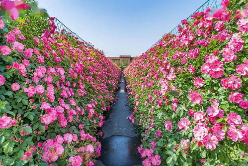 身邊榜樣 雙百雙創(chuàng) ▏花木界 明星 的華麗逆襲 記濰坊市勞動(dòng)模范朱紹遠(yuǎn)