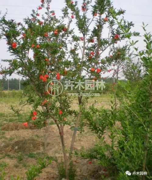 花石榴花的原產地是什么地方