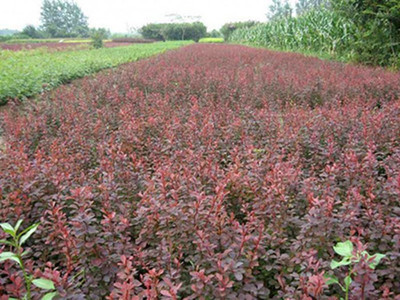 青州永勝苗木花卉 紅葉小檗 花卉苗木 種植基地批發價格優惠