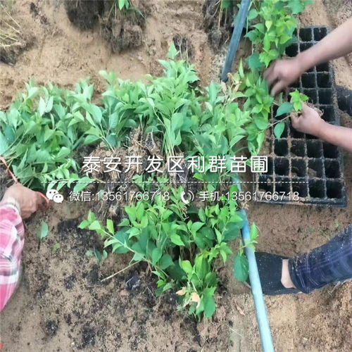 【福星大櫻桃樹苗基地報價】- 