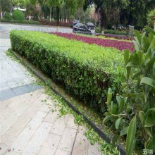 【山東廠區綠化,工廠綠化設計,工廠綠化栽植技術指導圖片】山東廠區綠化,工廠綠化設計,工廠綠化栽植技術指導 - 青州市茗茜花卉苗木專業合作社