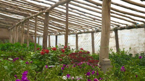 致富靠養花,大叔樂開花