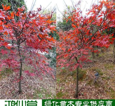 【【湖南苗木】美國楓 品種純正 適合田地山地種植 投資前景好】價格_廠家_圖片 -