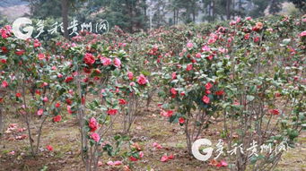 多彩貴州網(wǎng) 做大花卉苗木經(jīng)濟 凱里旁海鎮(zhèn)叫青山變 金山